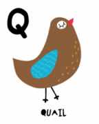 鵪鶉字母Q插圖